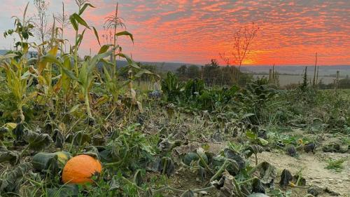 sunset-pumpkin-Bratrikovice